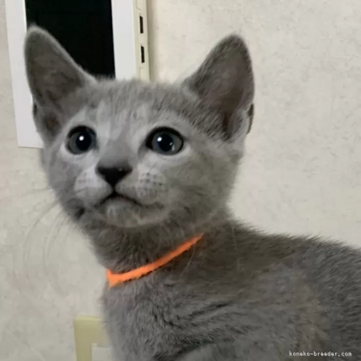 Y.I 様のお迎えした子猫