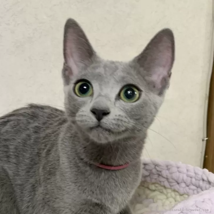 にゃんころりん 様のお迎えした子猫