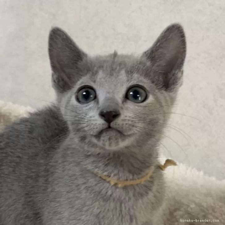 ID:2412-01545の子猫