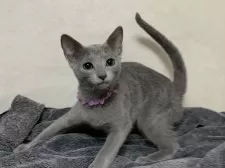 ロシアンブルー【埼玉県・男の子・2024年8月11日・ブルー】の写真6