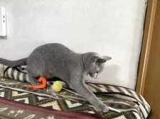 ロシアンブルー【埼玉県・男の子・2025年5月30日・ブルー】の写真7