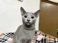 ロシアンブルー【埼玉県・男の子・2025年5月30日・ブルー】の写真4