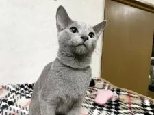 ロシアンブルー【埼玉県・男の子・2025年5月30日・ブルー】の写真5