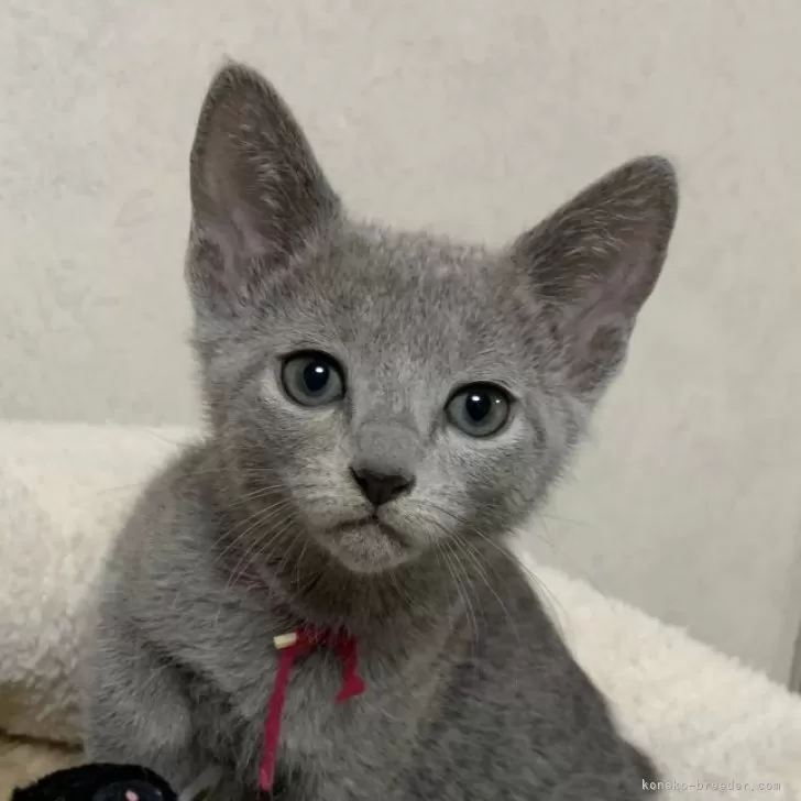 ゴリラ 様のお迎えした子猫