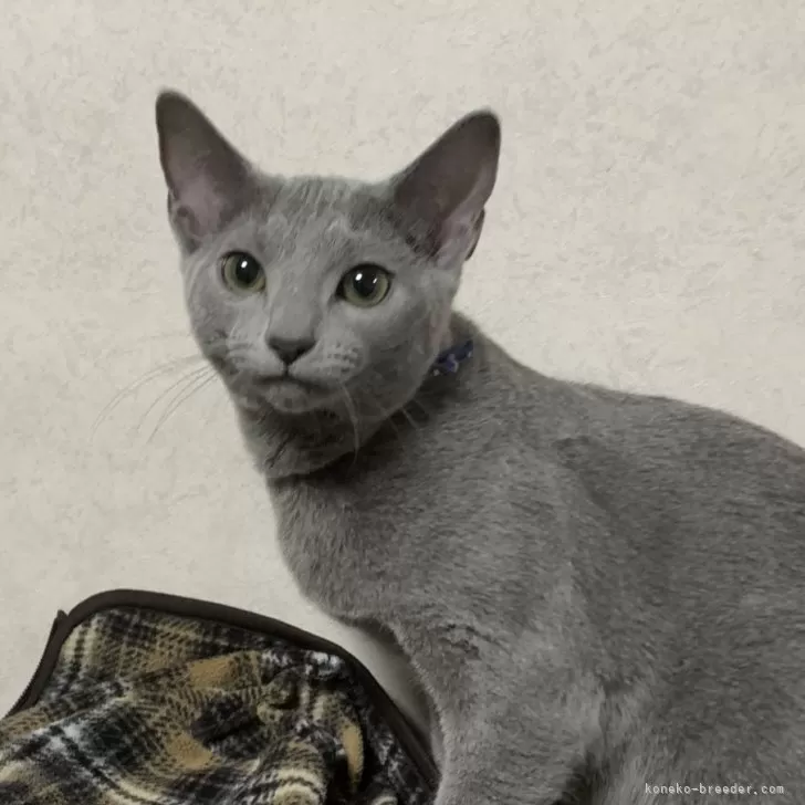 ロメ様のオヤツ 様のお迎えした子猫