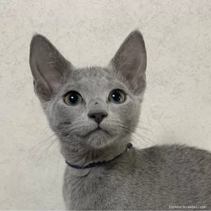 T.A 様のお迎えした子猫