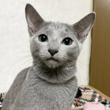 ロシアンブルー【埼玉県・男の子・2025年5月30日・ブルー】の写真「おっとり甘えん坊で可愛い男の子」