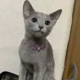 ロシアンブルー【埼玉県・男の子・2024年8月11日・ブルー】の写真1