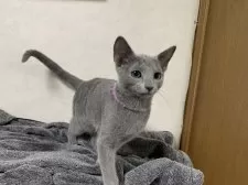 ロシアンブルー【埼玉県・男の子・2024年8月11日・ブルー】の写真8