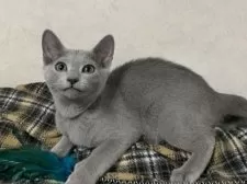 ロシアンブルー【埼玉県・女の子・2024年10月15日・ブルー】の写真6