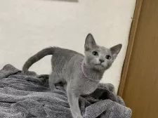 ロシアンブルー【埼玉県・男の子・2024年8月11日・ブルー】の写真9