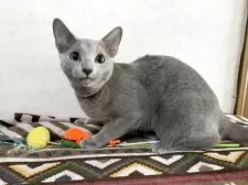 ロシアンブルー【埼玉県・男の子・2025年5月30日・ブルー】の写真4