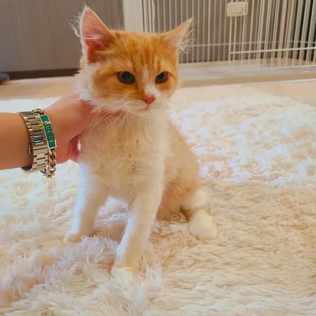 あゆりん 様のお迎えした子猫