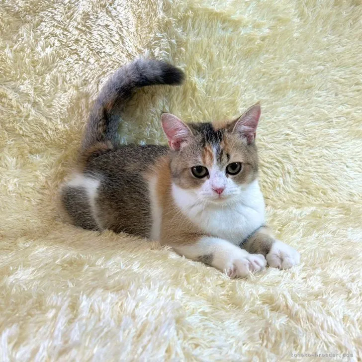 ID:2304-00963の子猫