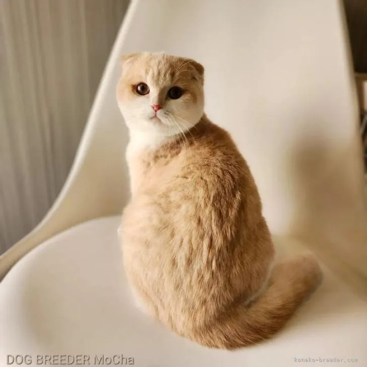 ID：2209-02531の子猫