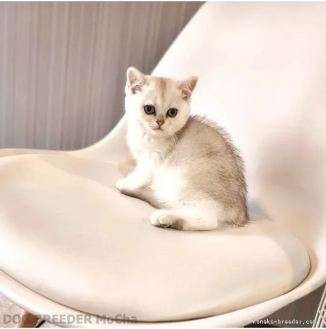 ID：2203-01188の子猫