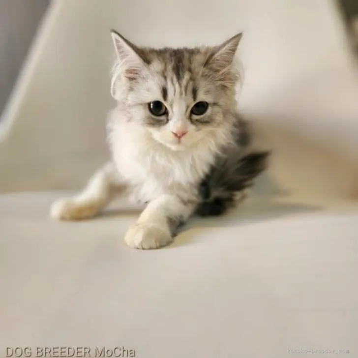 ID:2208-02050の子猫