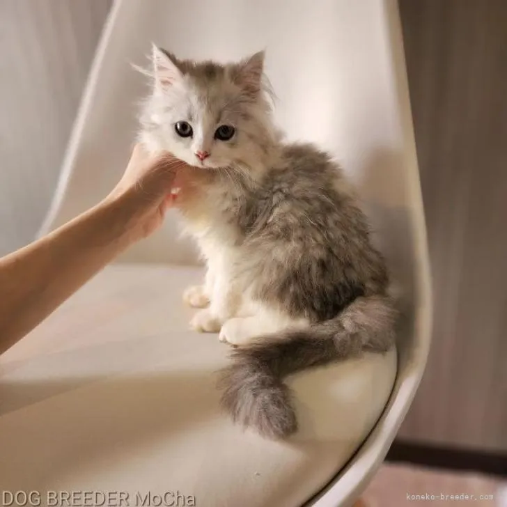 ID：2207-01225の子猫