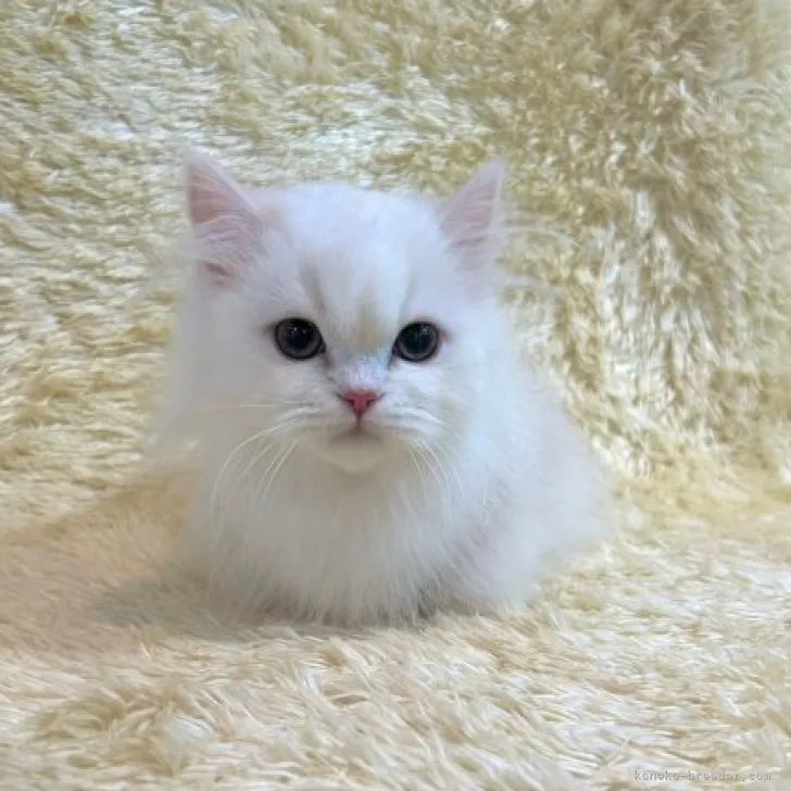 ID：2310-01997の子猫