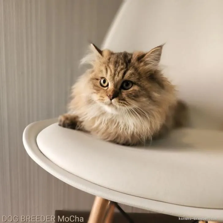 ID:2209-00342の子猫