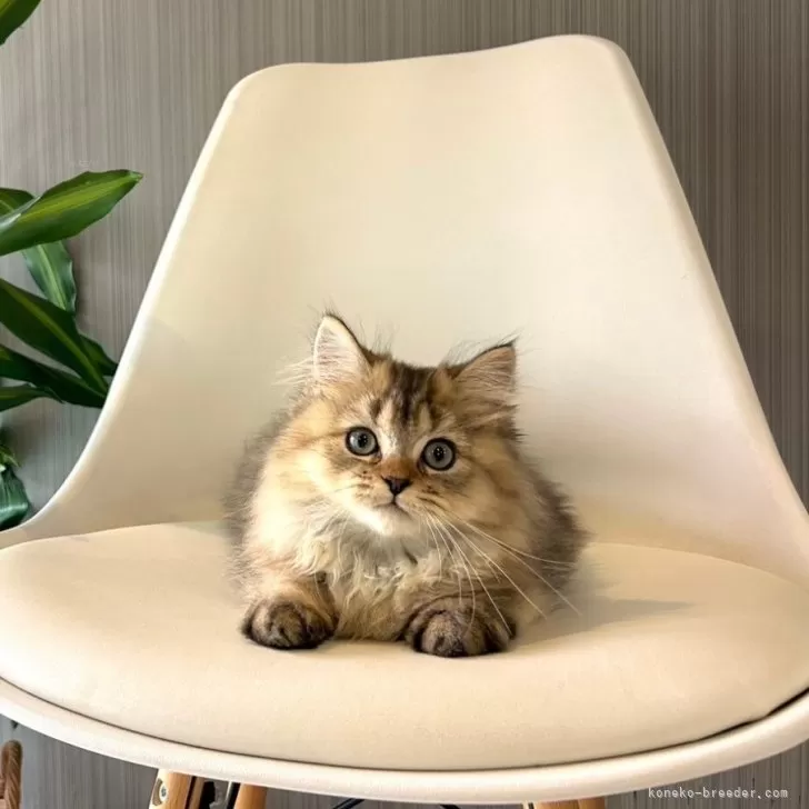 ID：2410-01904の子猫