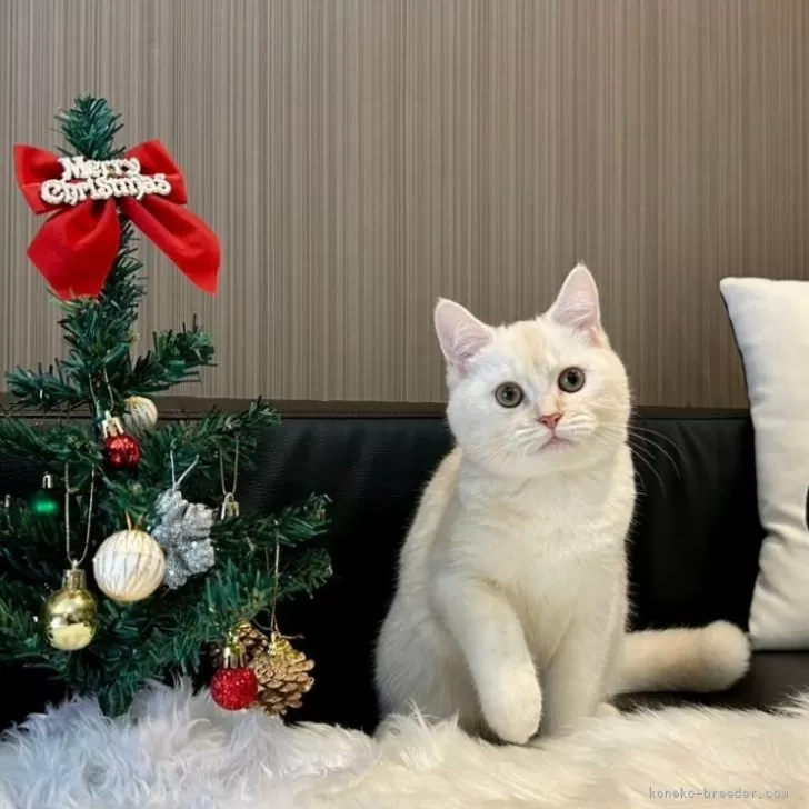 ID:2409-02433の子猫