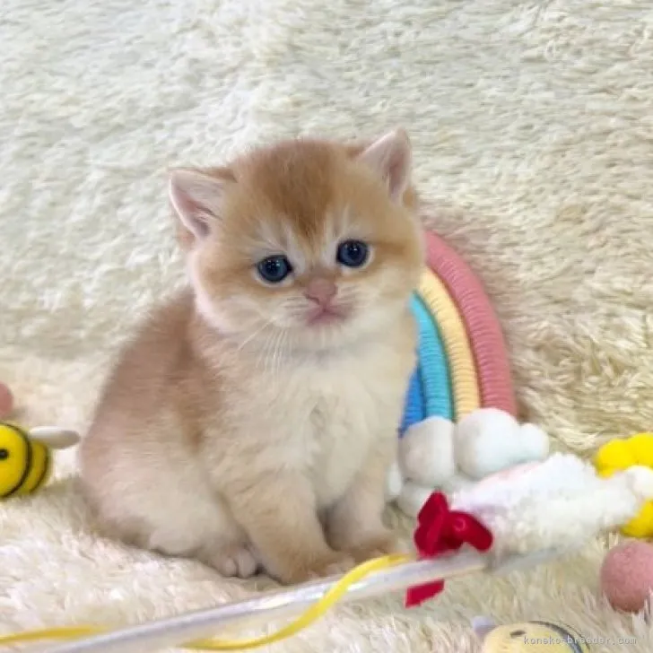 ID：2304-00278の子猫