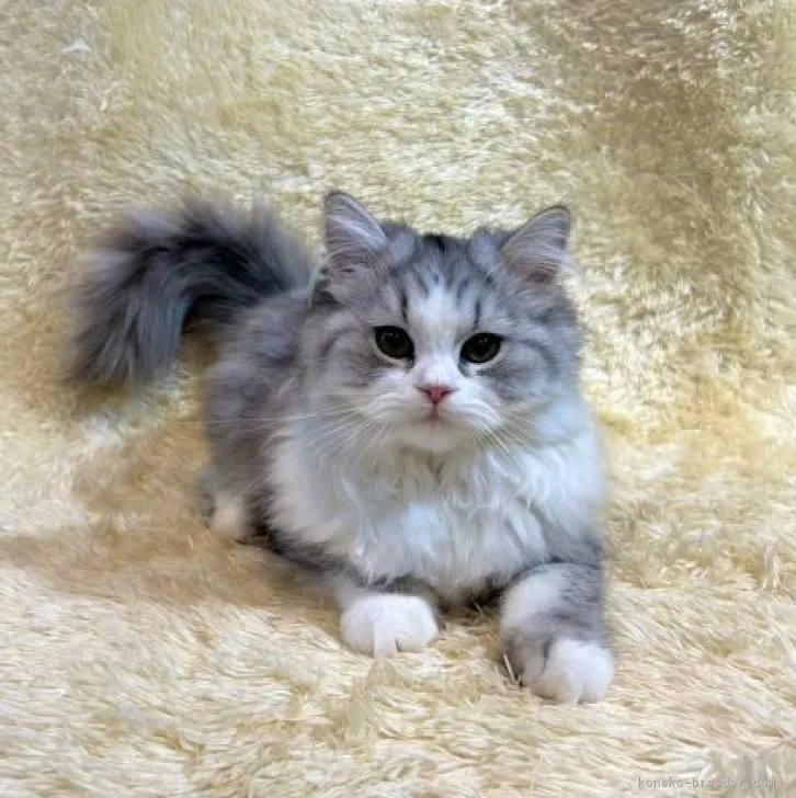 レッド 様のお迎えした子猫