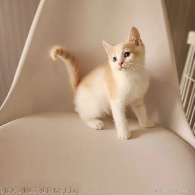 ID:2204-01395の子猫