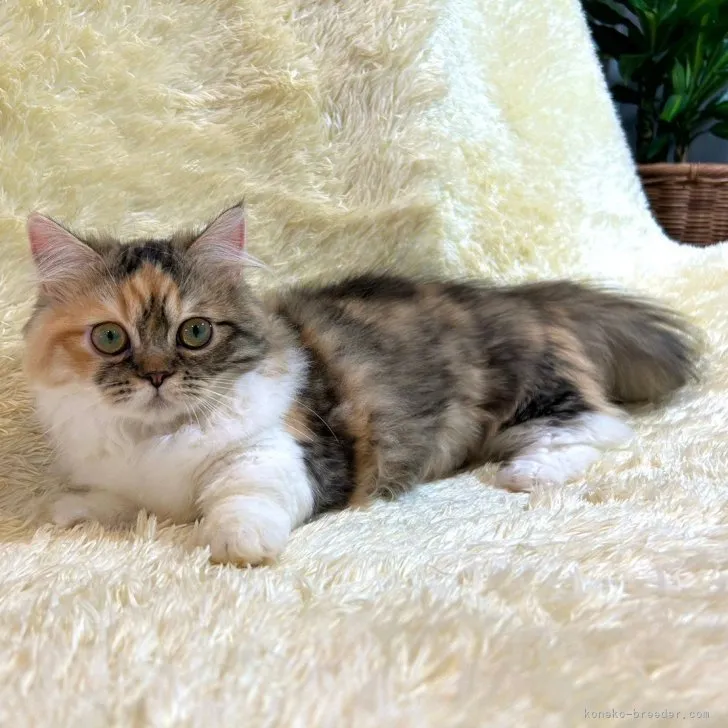 ID:2304-00156の子猫