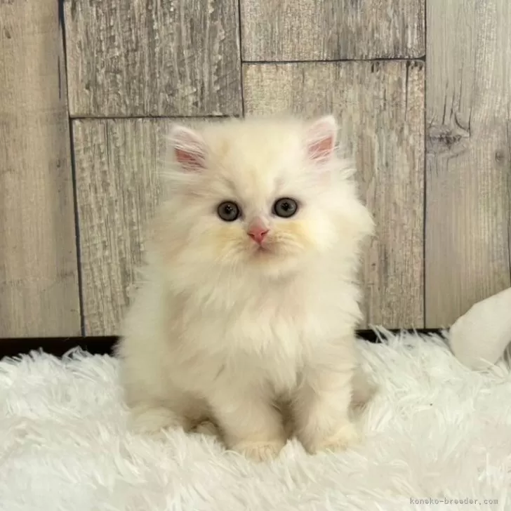 ID:2404-00718の子猫
