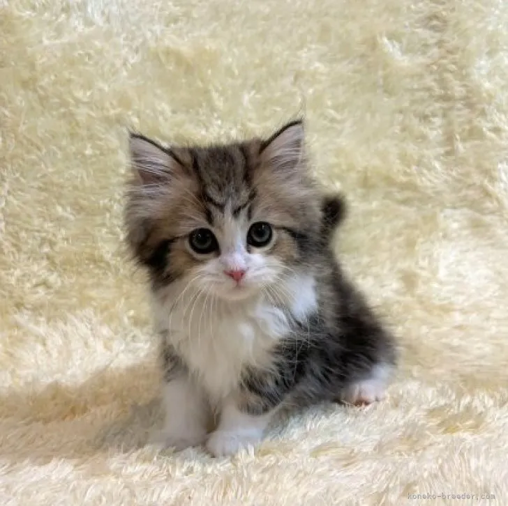 T.I 様のお迎えした子猫