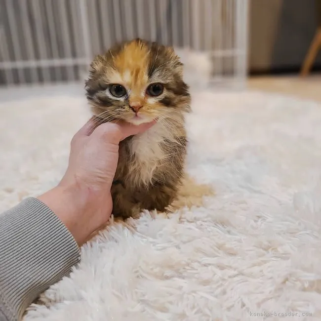 ID：2112-00131の子猫