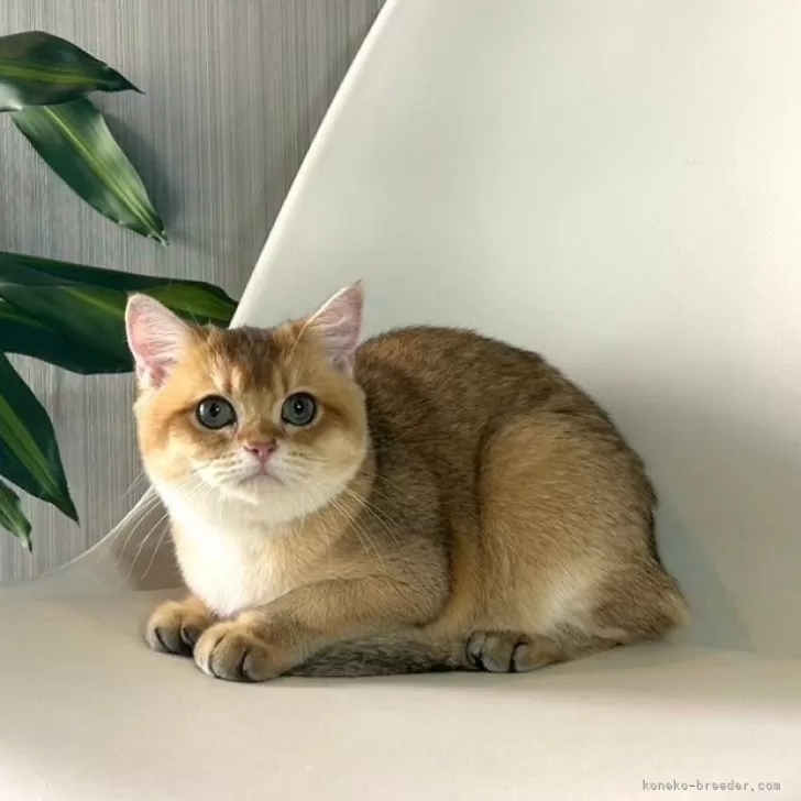 ID:2406-00915の子猫
