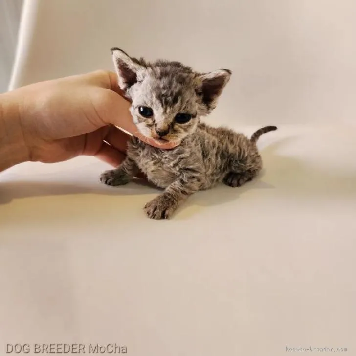 ID：2212-02172の子猫