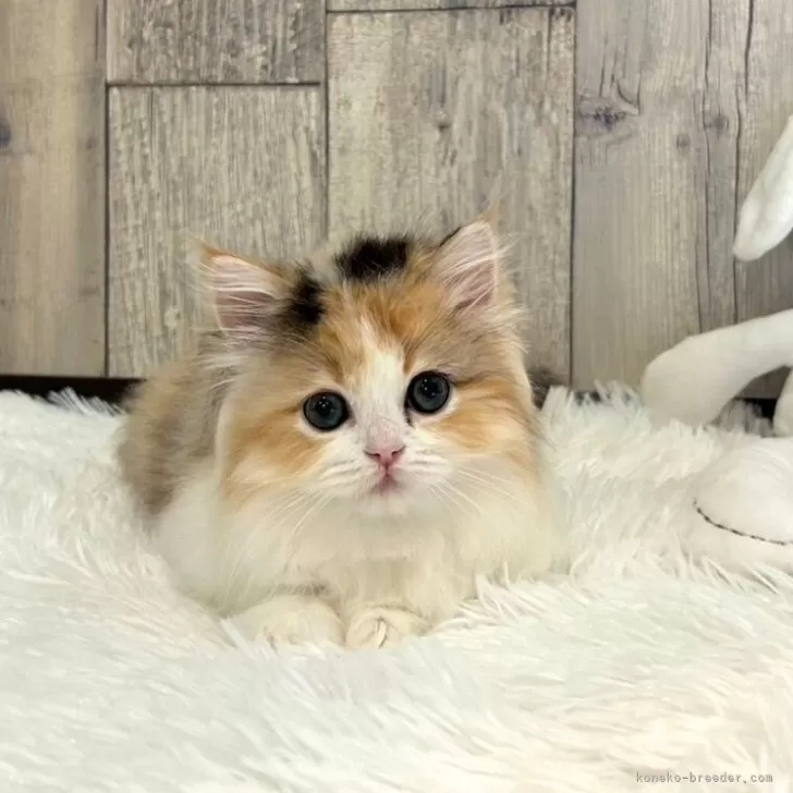 ID：2404-00716の子猫