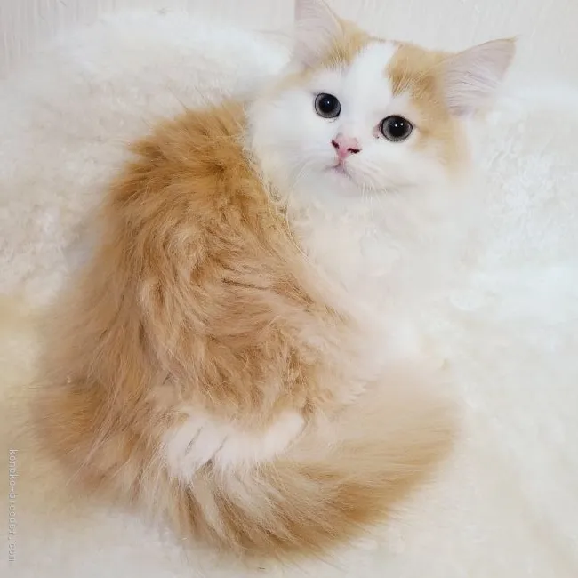 ID：2107-02065の子猫