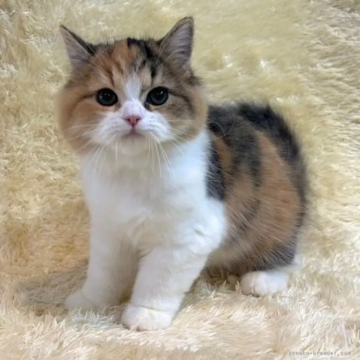 ID：2309-00558の子猫