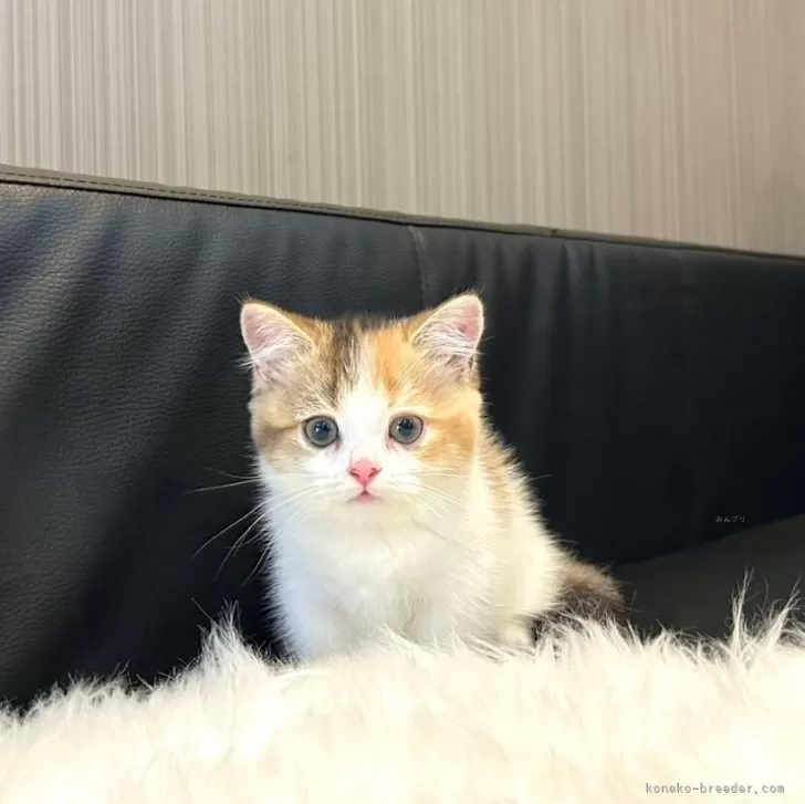 ID：2410-01905の子猫