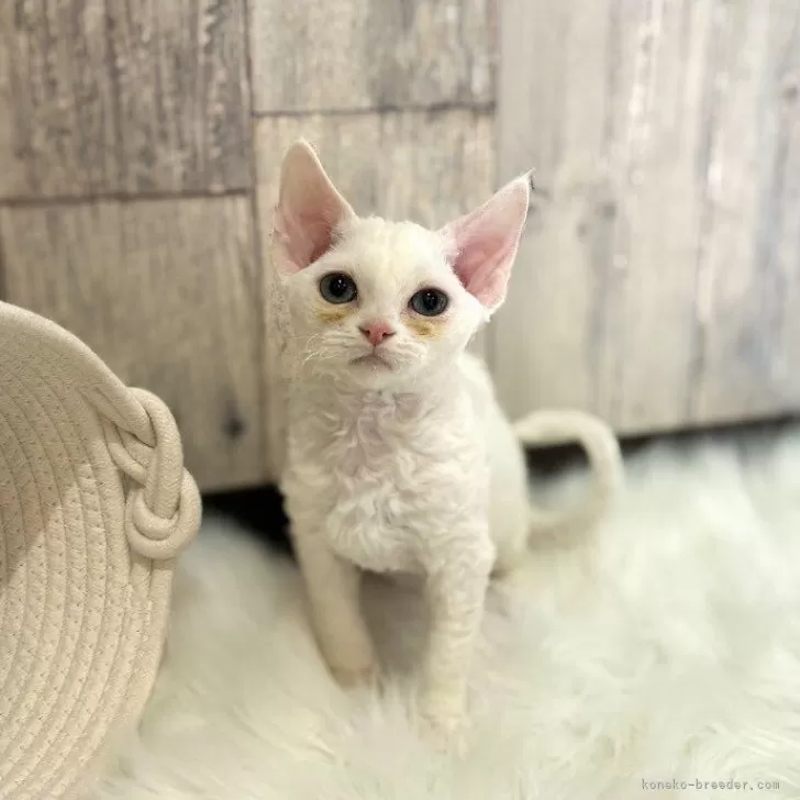 ID:2401-00655の子猫