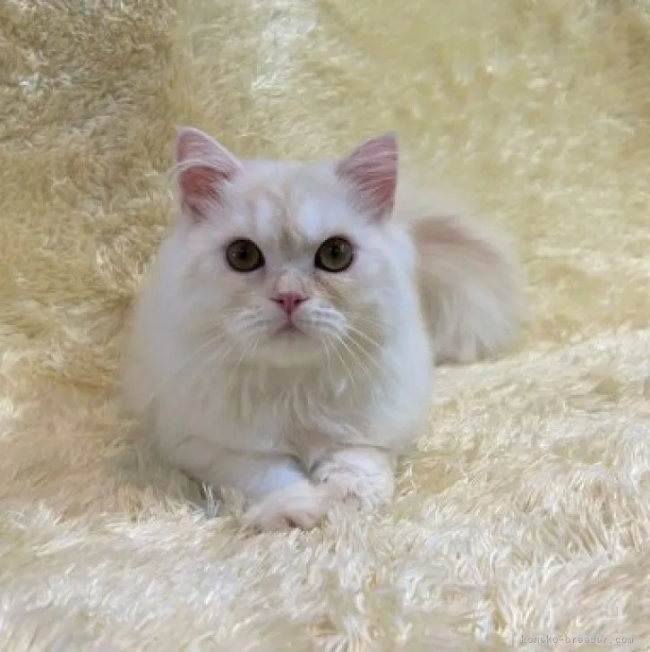 ID:2304-00323の子猫