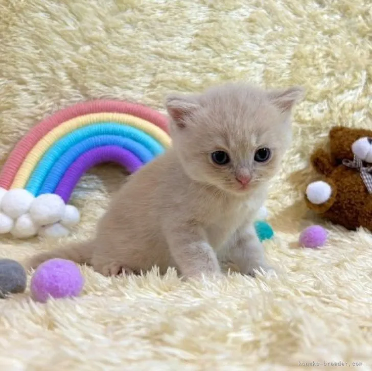 ID：2308-01581の子猫