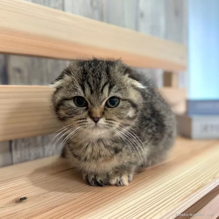 ID:2401-00653の子猫