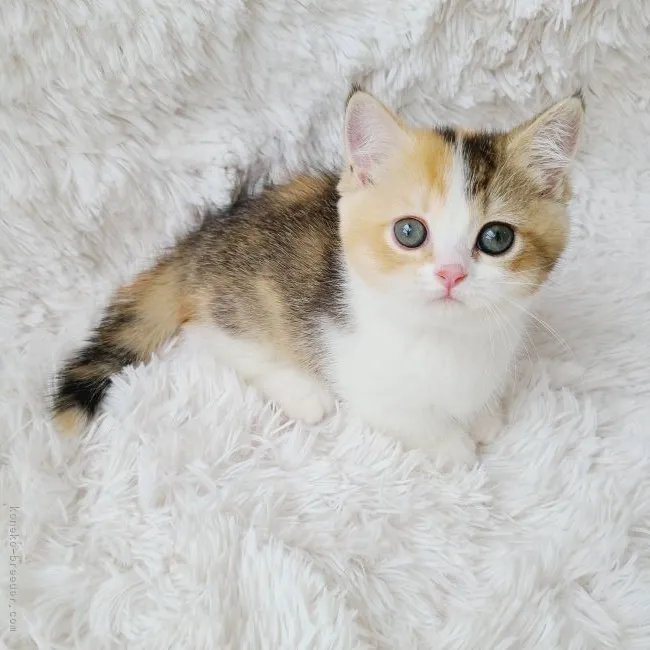 ID:2107-02064の子猫