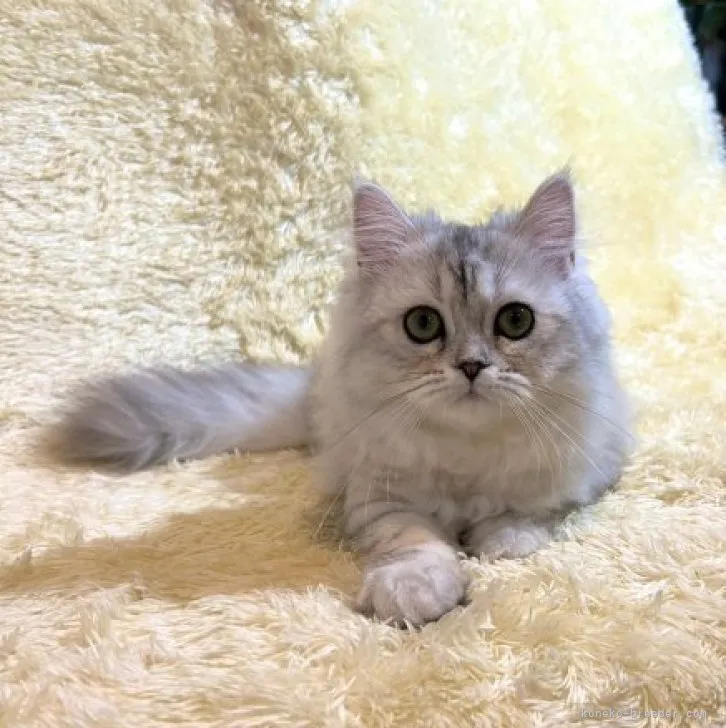 inouetakaaki 様のお迎えした子猫