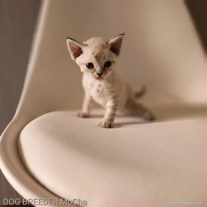 ID:2207-01723の子猫