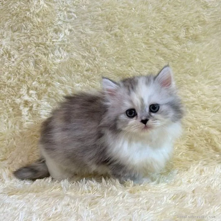 ID:2305-03455の子猫