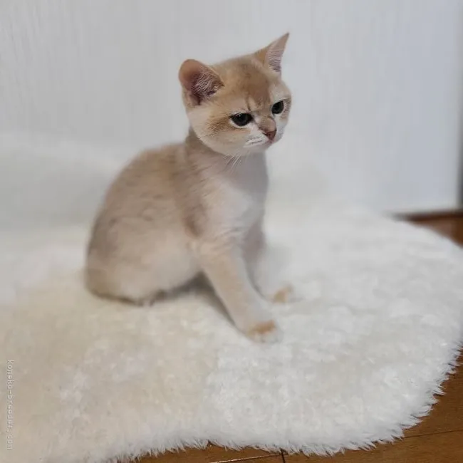 ID:2107-02193の子猫