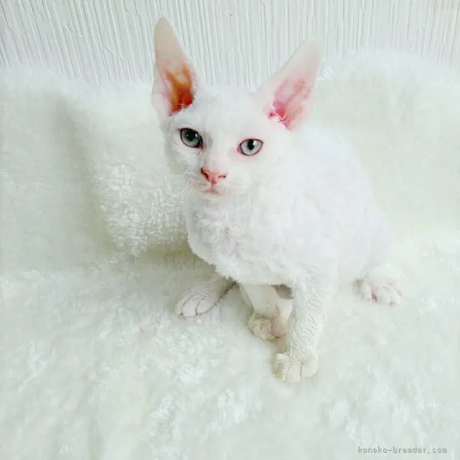 ID:2107-02070の子猫