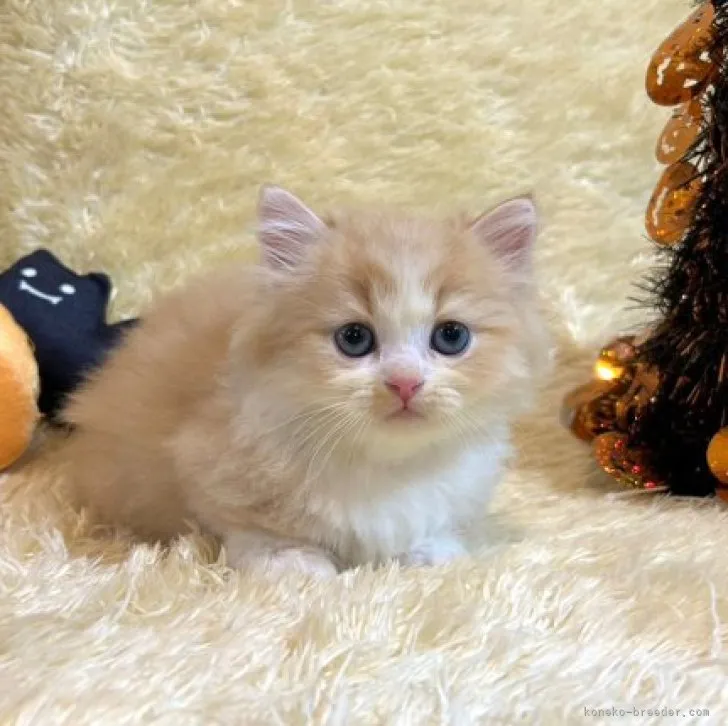 ID:2310-00387の子猫